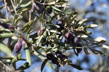 oelbaum.org Olivenernte 2015