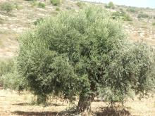 Start der Olivenöl Kampagne 2024